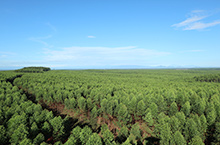 Forest plantation business in Indonesia (MHP)