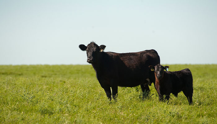 Black Angus cattle (Photo: Creekstone)