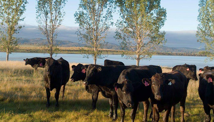 Black Angus cattle (Photo: Rangers Valley)